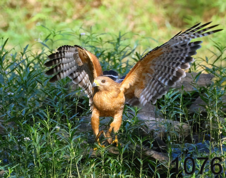 1076red-shouldered hawk  5-26-24-399x14lh.jpg
