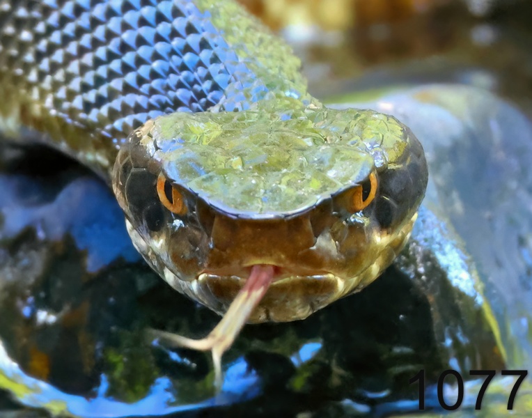 1077cottonmouth  8-15-24-659x14lh.jpg