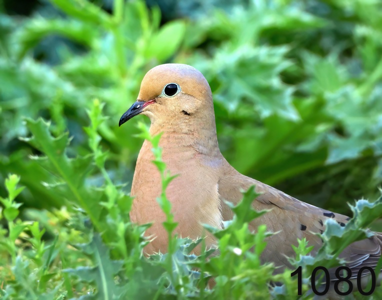 1080mourning dove 5-3-24-512x14lh.jpg