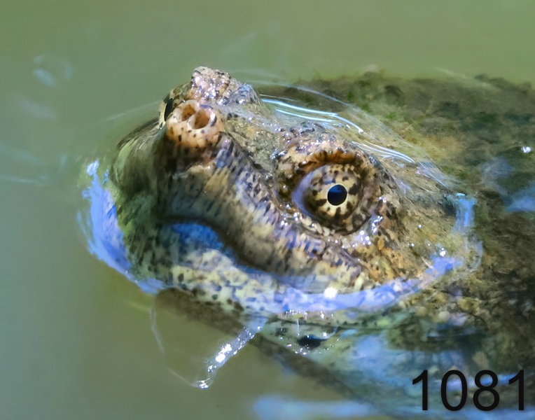 1081eastern snapper 4-30-24-475x14lh.jpg
