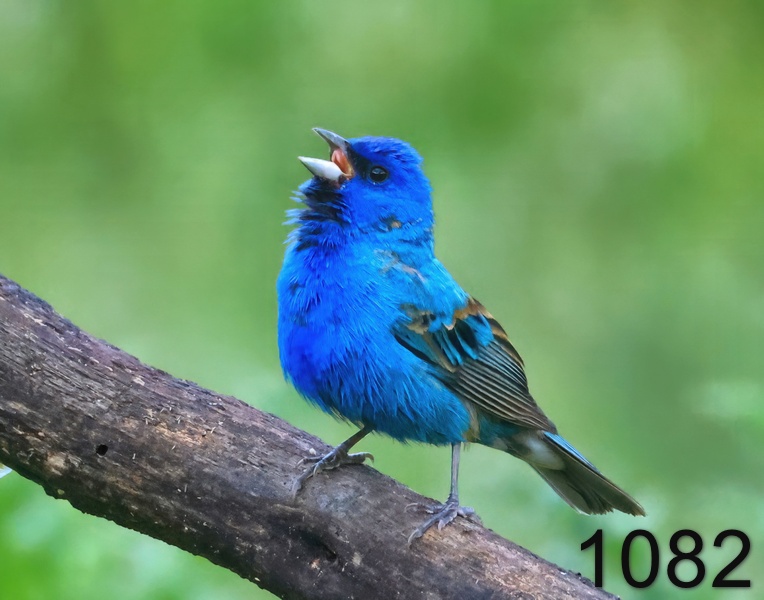 1082indigo bunting 5-6-24-124x14lh.jpg