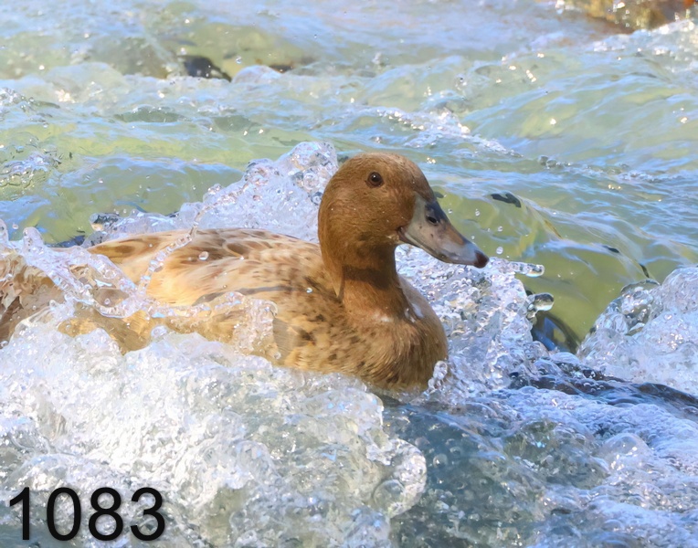1083khaki-mallard  3-12-24-513x14lh.jpg