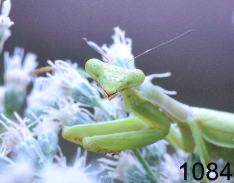 1084praying mantisl  9-23-24-625x14lh.jpg