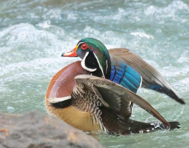 wood duck 4-18-25-421x14c.jpg