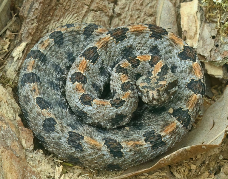 pygmy rattlesnake 4-18-25-711x14c.jpg