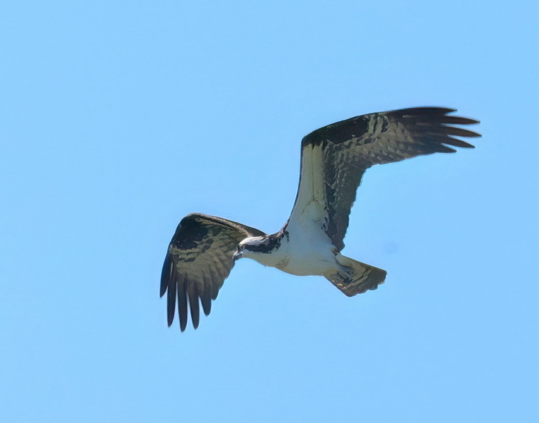 osprey 4-21-25-826x14c.jpg