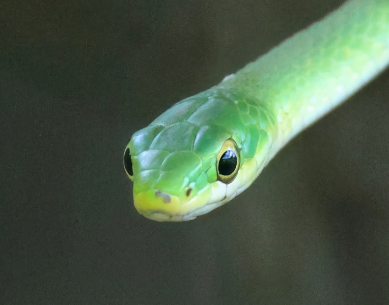 northern greensnake 4-18-25-669x14c.jpg