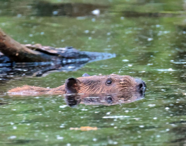 beaver 4-27-25-007x14c.jpg