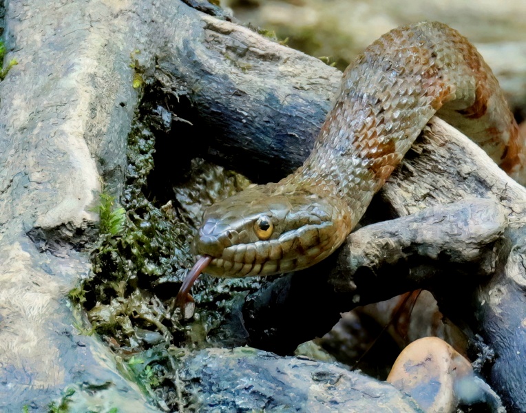 northern watersnake 4-29-25-059x14c.jpg