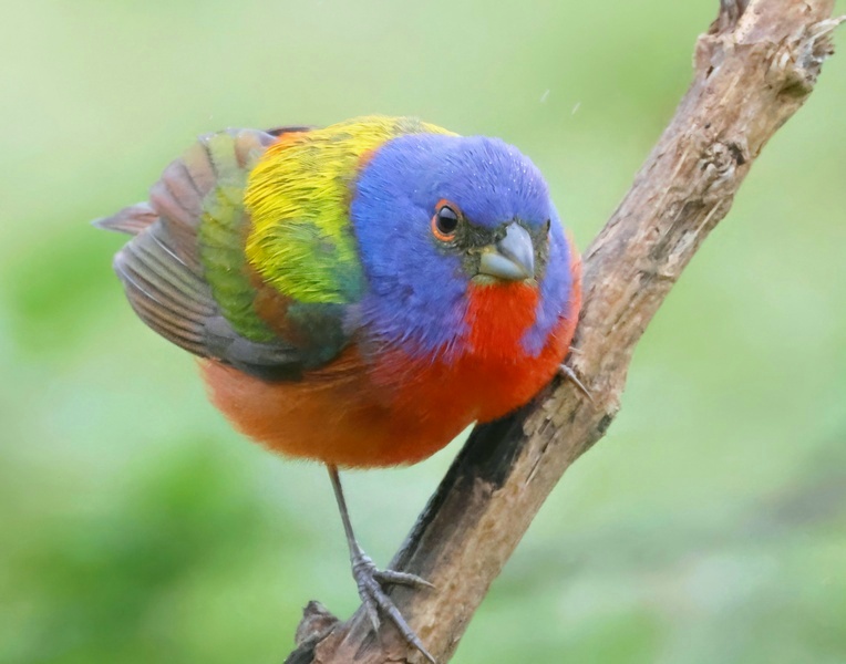 painted bunting 5-7-25-519x14c.jpg
