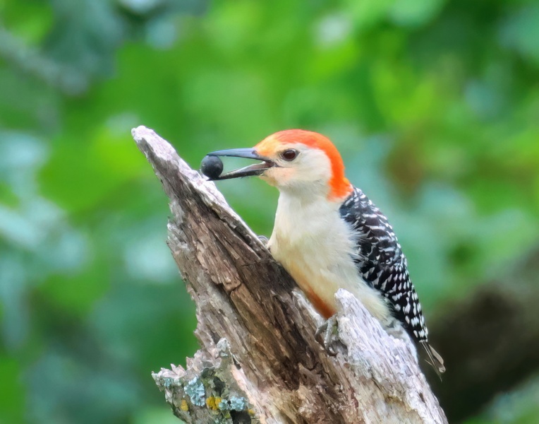 red-bellied woodpecker 5-8-25-143x14c.jpg