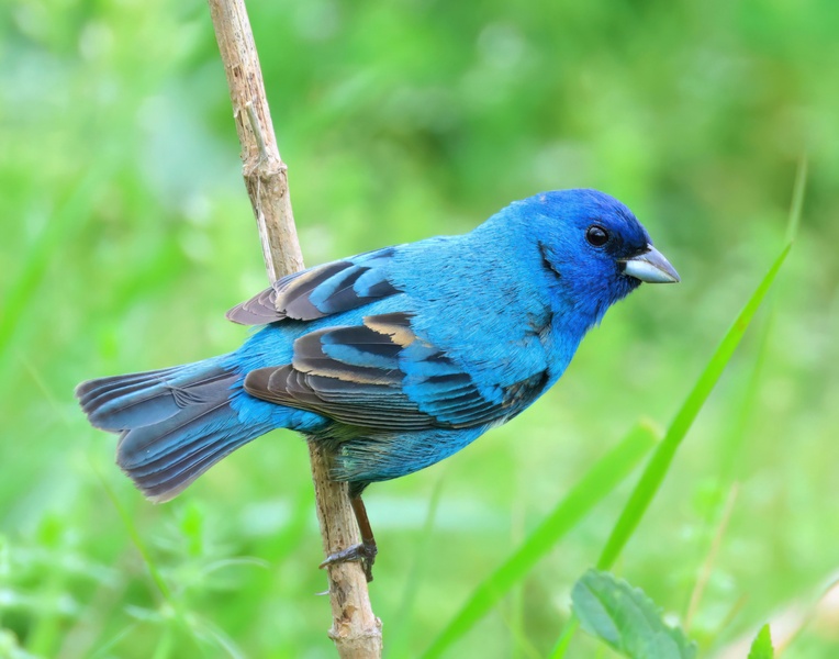 indigo bunting 5-8-25-319x14c.jpg