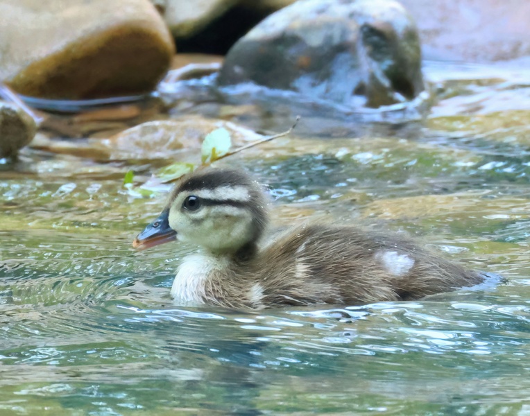 wood duck 5-11-25-937x14c.jpg