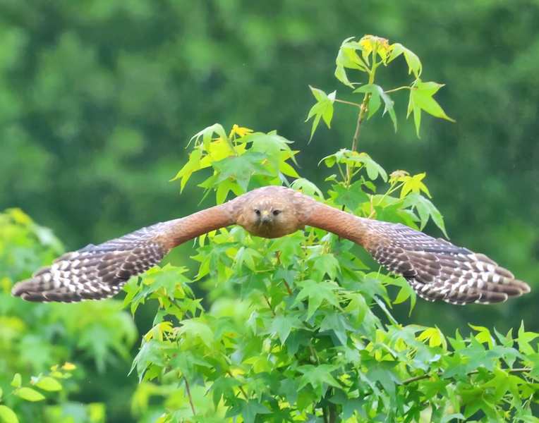 red-shouldered hawk 5-11-25-975x14c.jpg