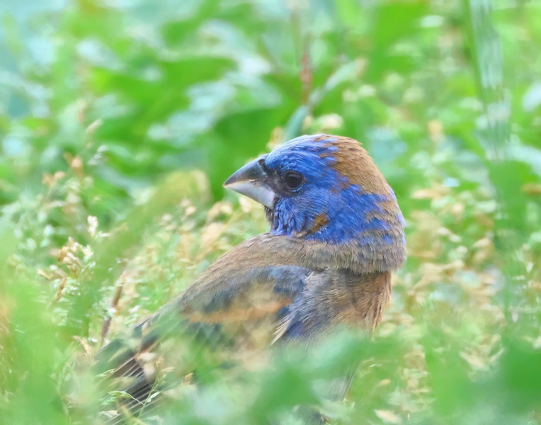 blue grosbeak 5-11-25-858x14c.jpg