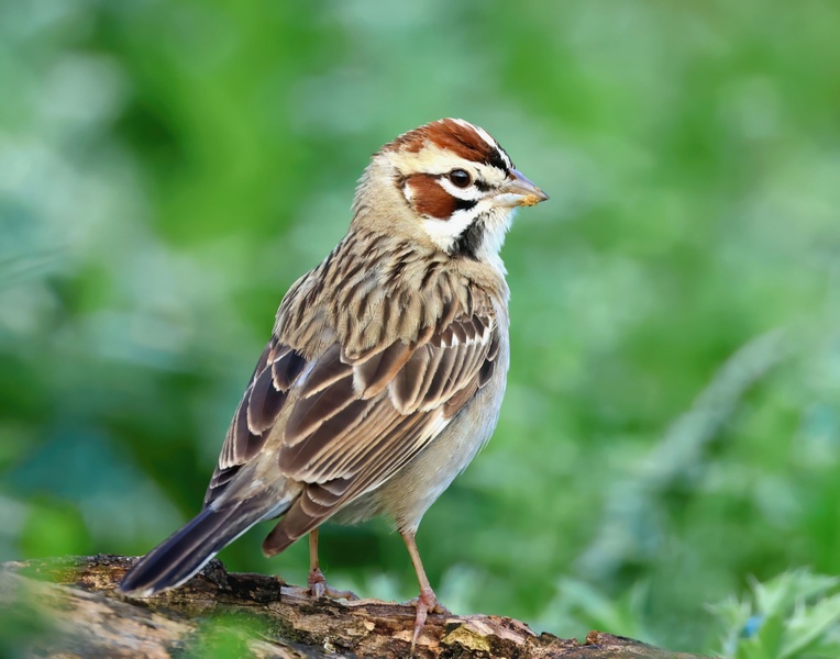 lark sparrow 5-12-25-875x14c.jpg