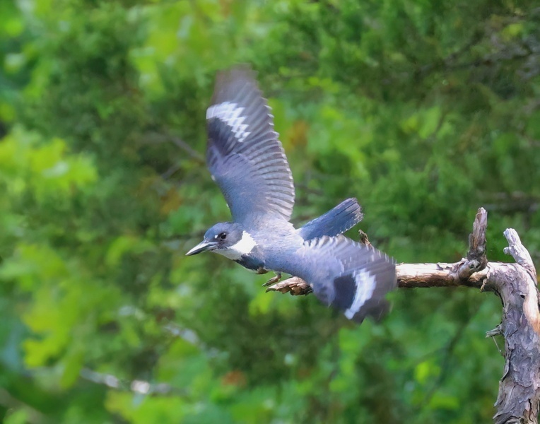 belted kingfisher 5-14-25-590x14c.jpg