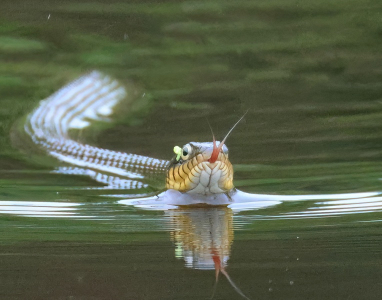 yellow-bellied watersnake 5-7-25-552x14c.jpg