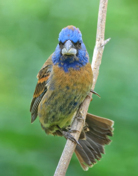 blue grosbeak 5-11-25-578x14c.jpg
