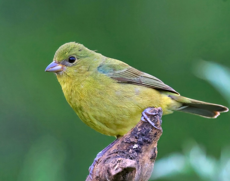 painted bunting 5-15-25-693x14c.jpg