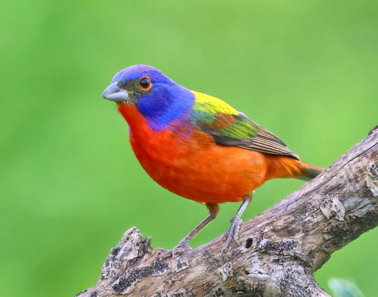 painted bunting 5-15-25-721x14c.jpg