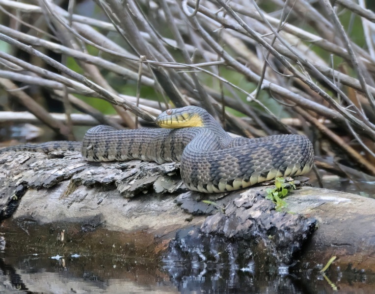 diamond-backed watersnake 5-8-25-371x14c.jpg
