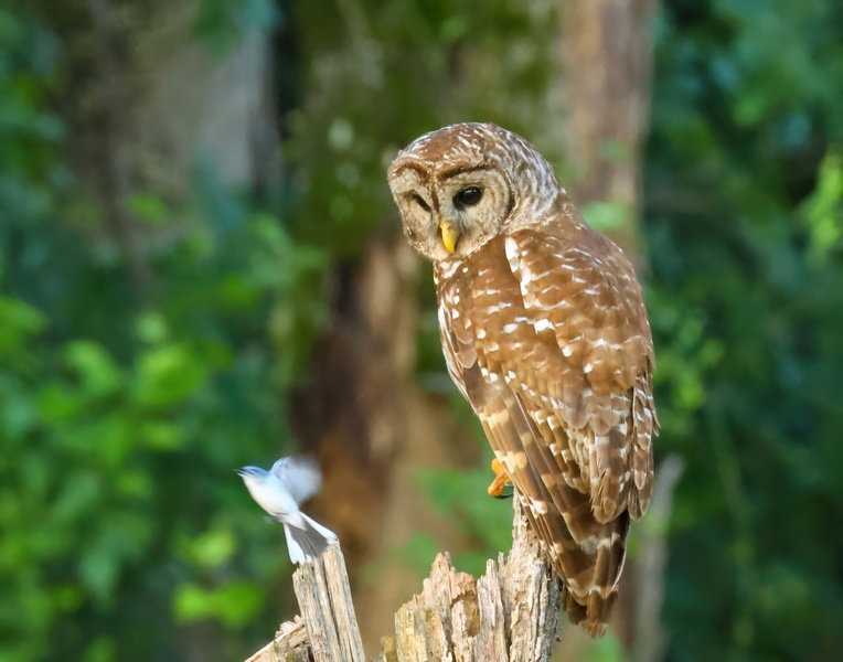 barred owl 5-22-25-685x14c.jpg