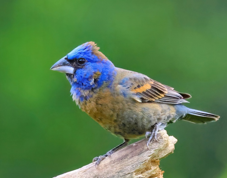 blue grosbeak 5-18-25-350x14c.jpg