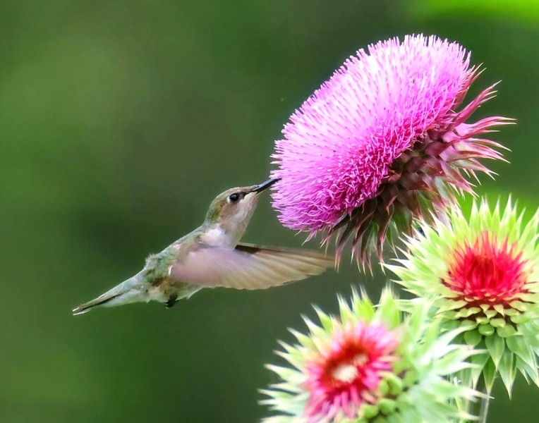 ruby-throated hummingbird 5-22-25-957x14c.jpg