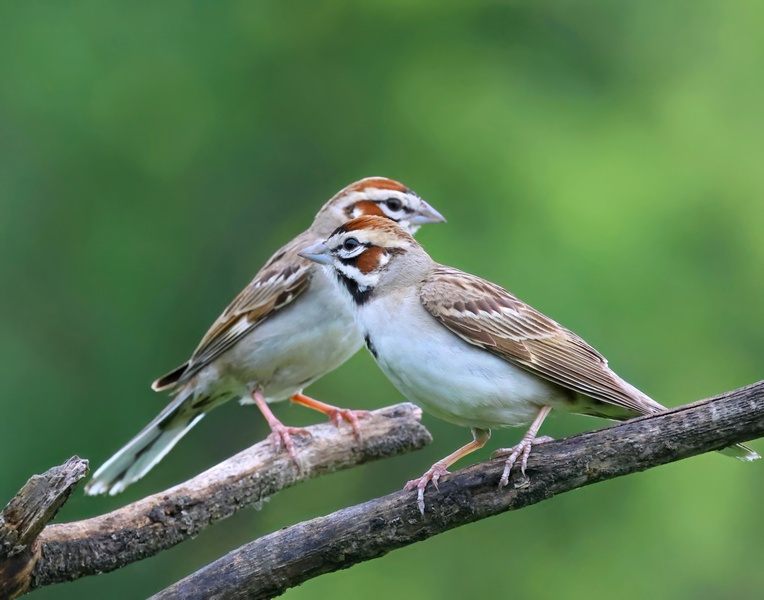 lark sparrows 5-24-25-679x14c.jpg