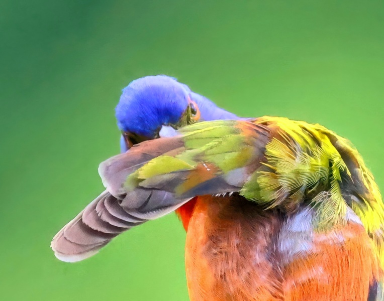 painted bunting 5-25-25-992x14c.jpg