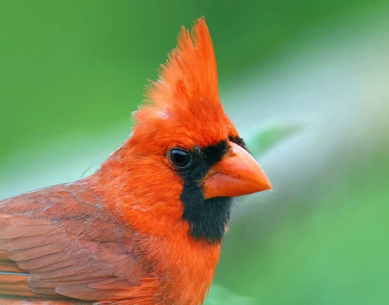 cardinal 5-22-25-048x14c.jpg