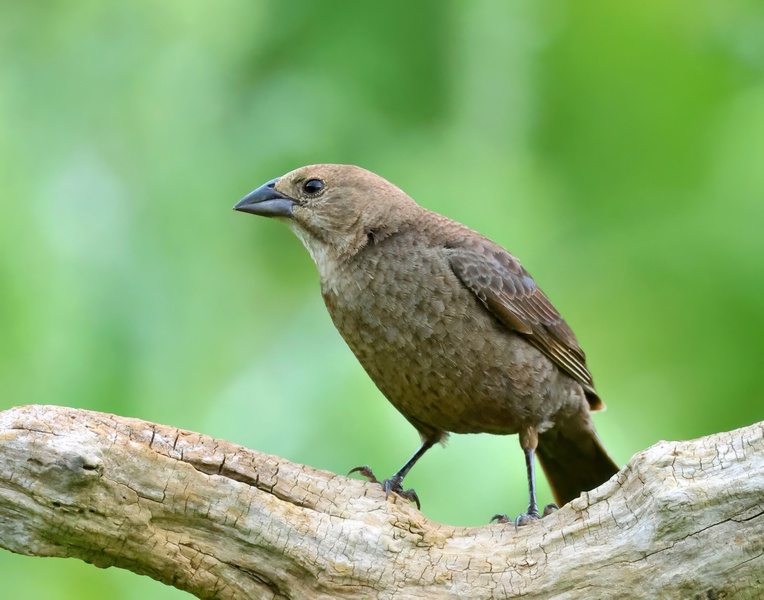 brown headed cowbird 5-25-25-869x14c.jpg