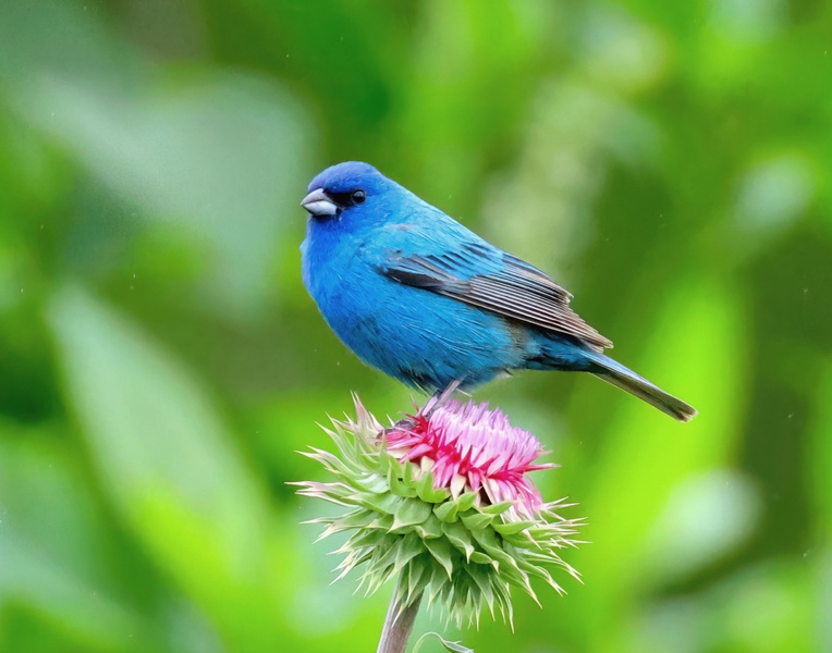 indigo bunting 5-27-25-177x14c.jpg