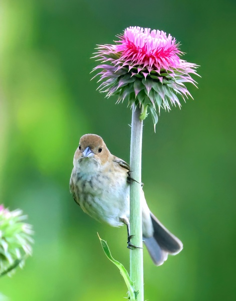 indigo bunting 5-25-25-764x14tc.jpg