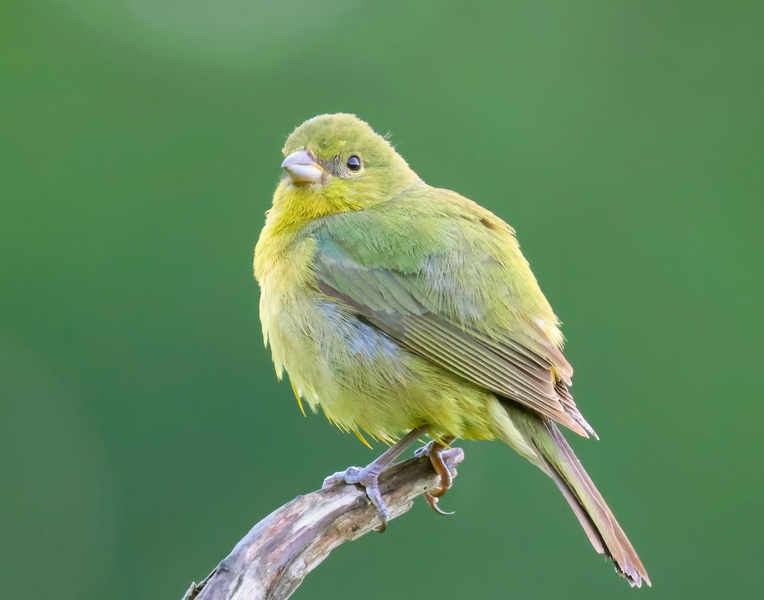 painted bunting 5-24-25-664x14c.jpg