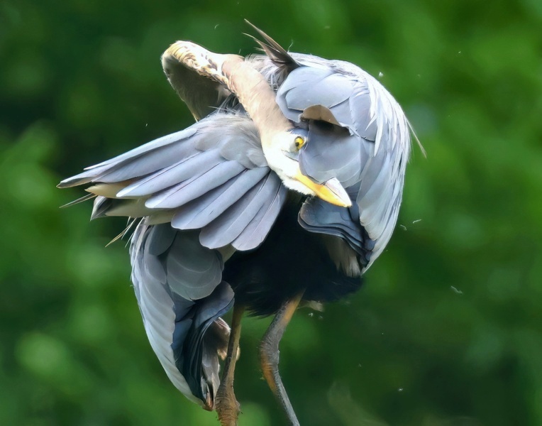 great blue heron 5-25-25-596x14c.jpg
