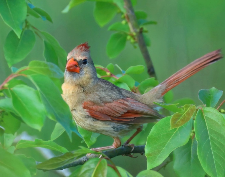 cardinal 5-12-25-814x14c.jpg