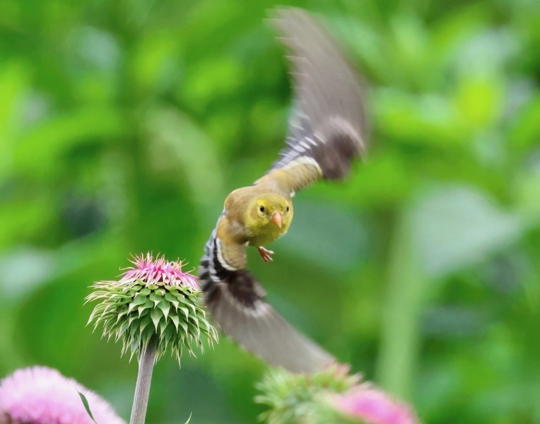 american goldfinch 5-27-25-102x14c.jpg