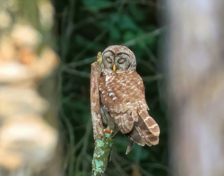 barred owl 6-4-25-439x14lc.jpg
