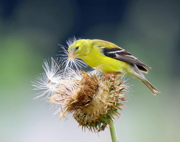 american goldfinch 6-2-25-614x14c.jpg