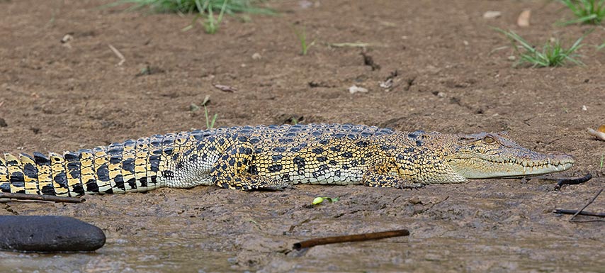 Saltwater or Estuarine Crocodile