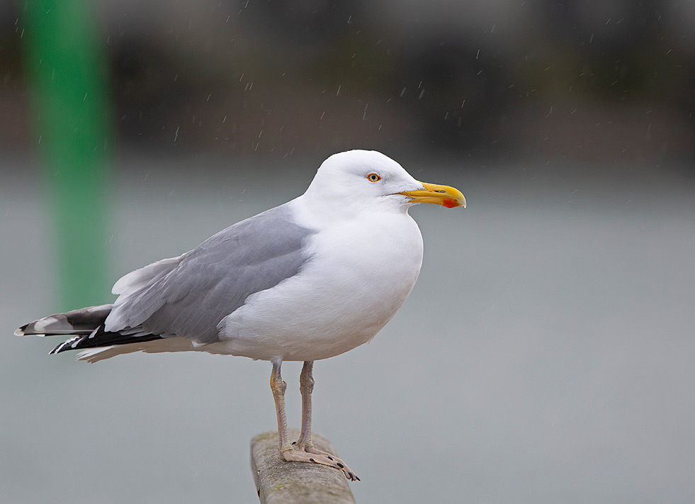 Herring Gull, adult