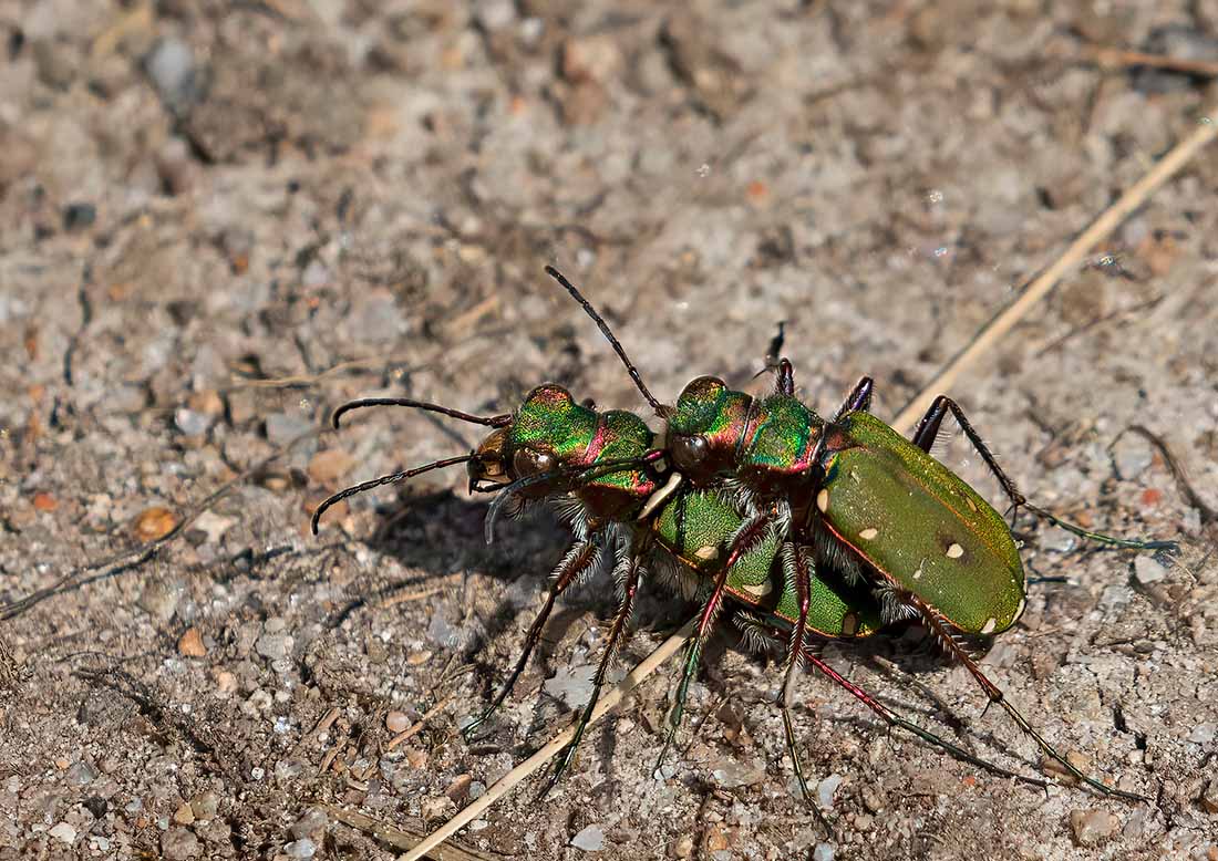 Grn sandjgare, parning, (Cicindela campestris)