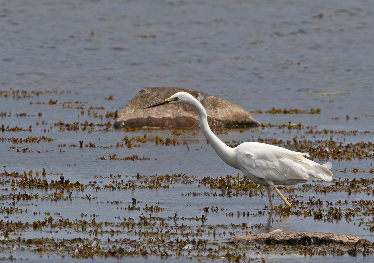 Great Egret, adult, late breeding plumage