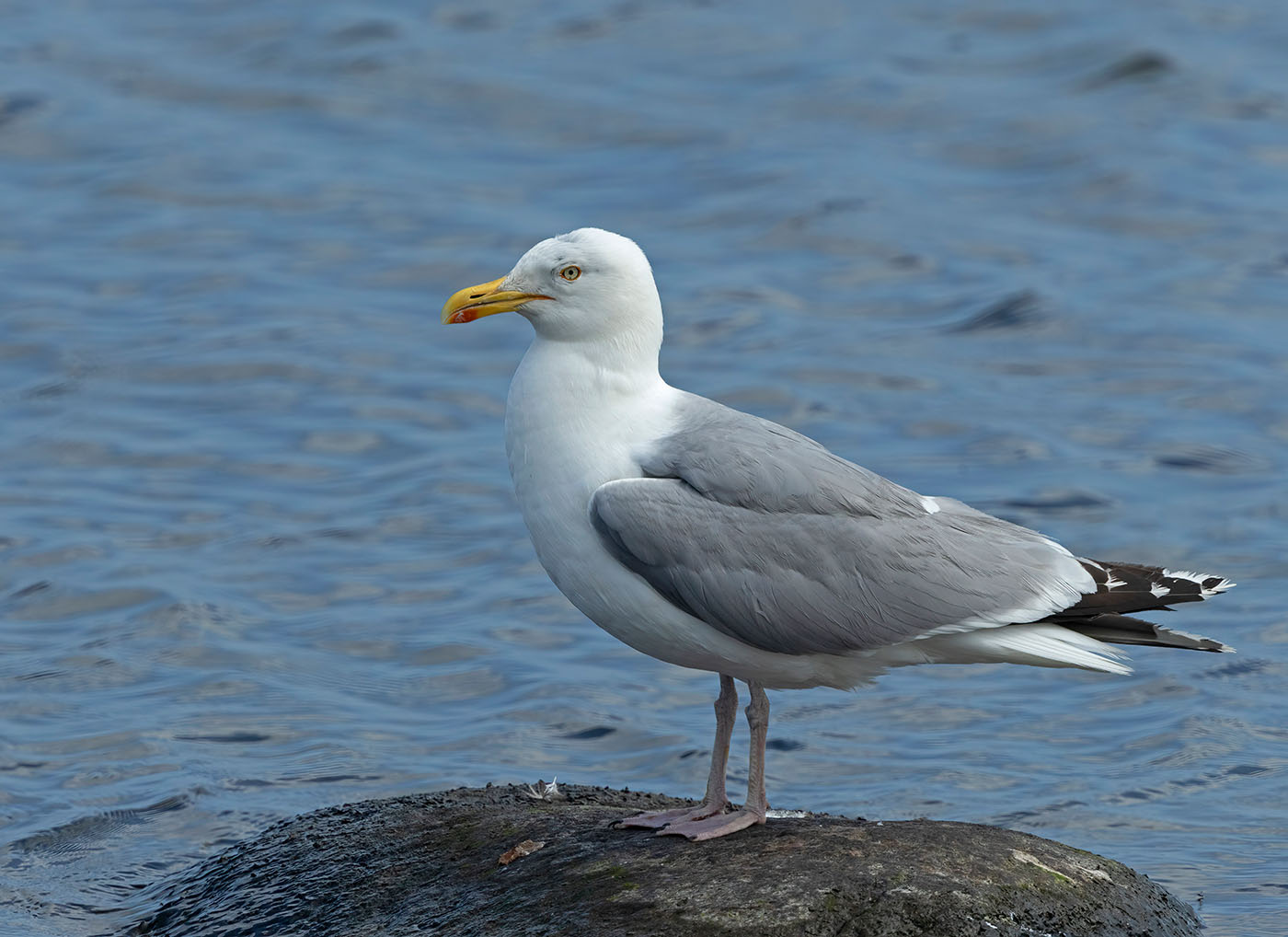 Herring Gull, adult