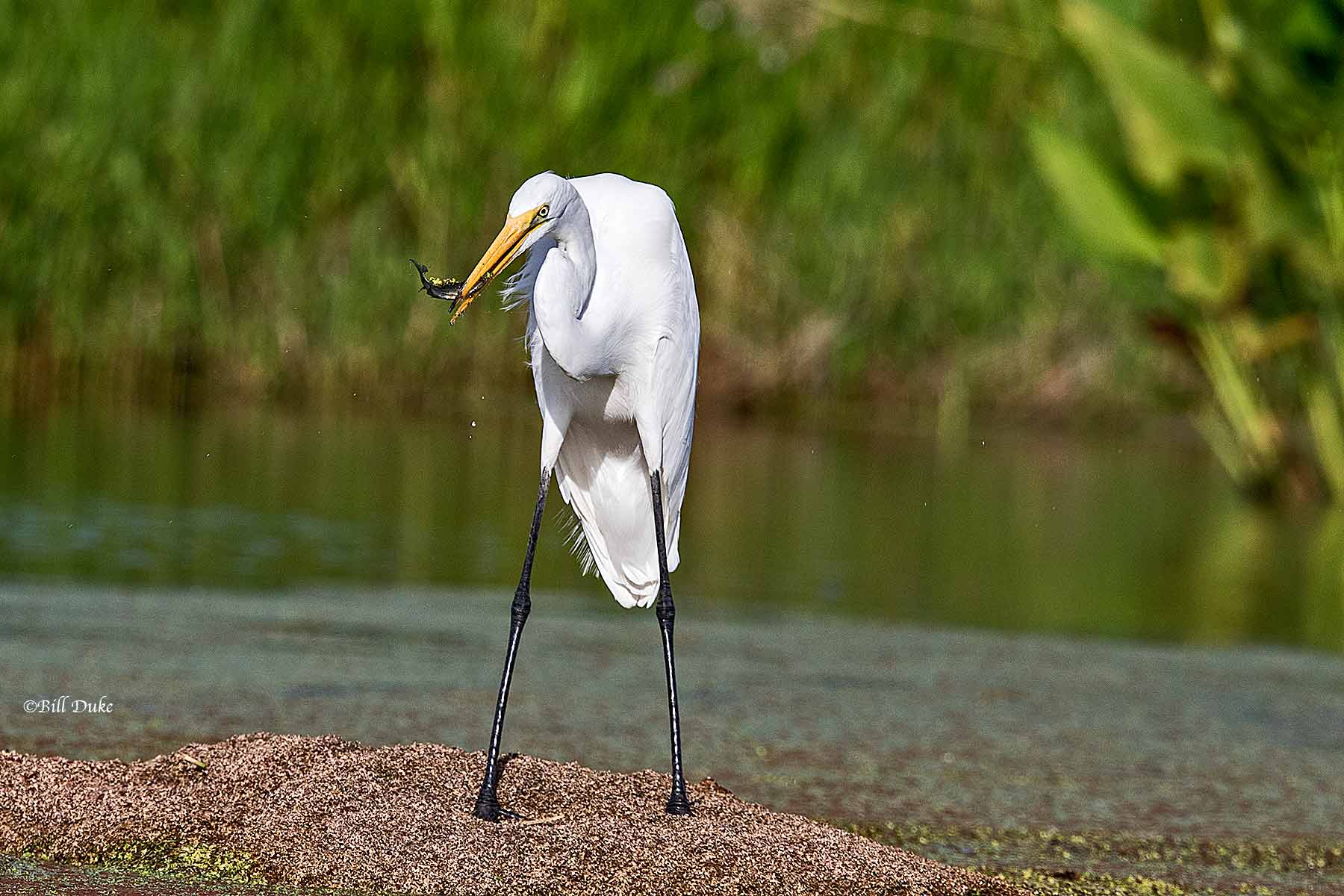 Greate Egret in Flight