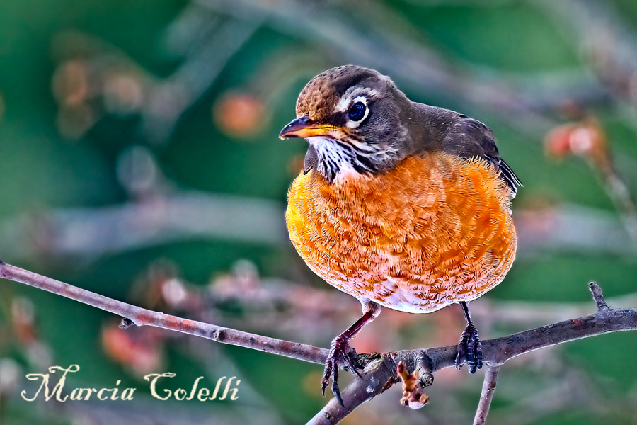 AMERICAN ROBIN_2846.jpg