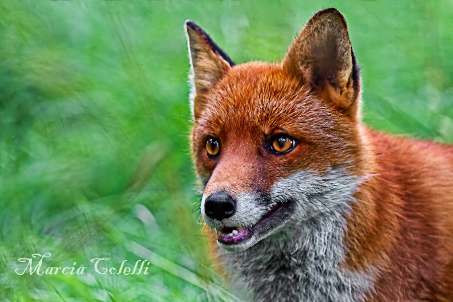 RED FOX_4810.jpg