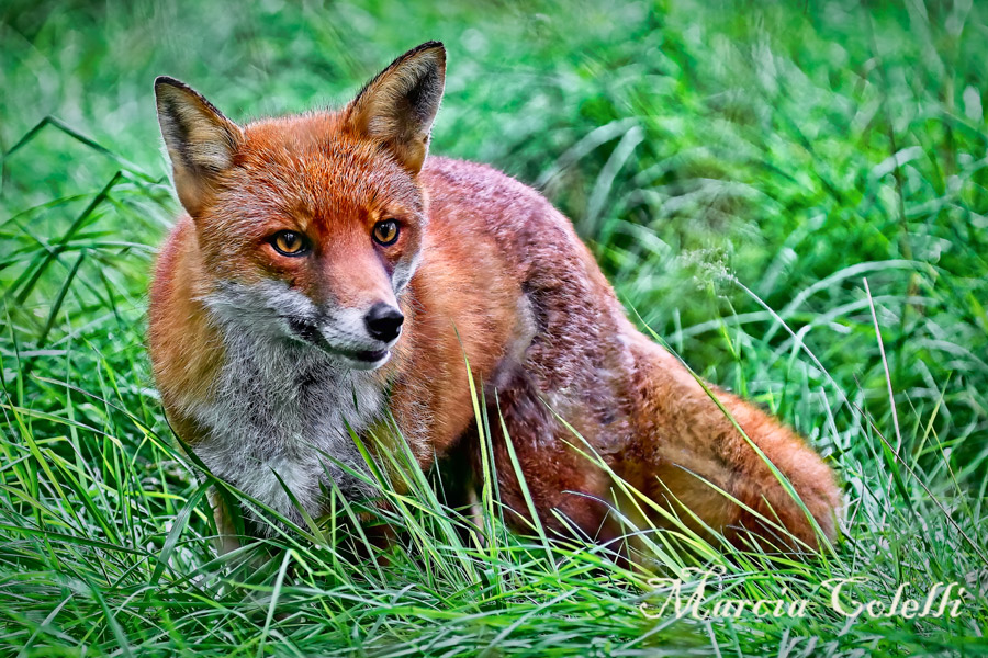 RED FOX_4802.jpg